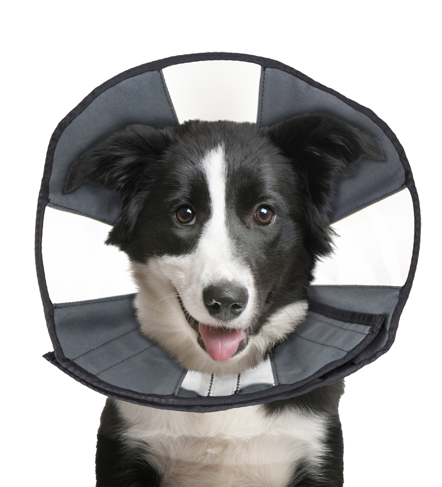 Zenpet Procone L - Afbeelding 2