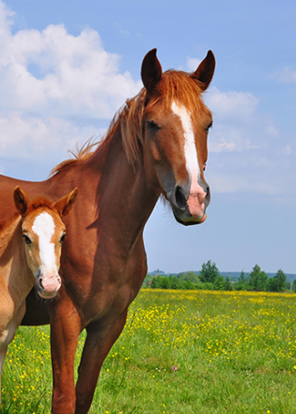 tuindoek-tuinposter-paard-en-veulen-143
