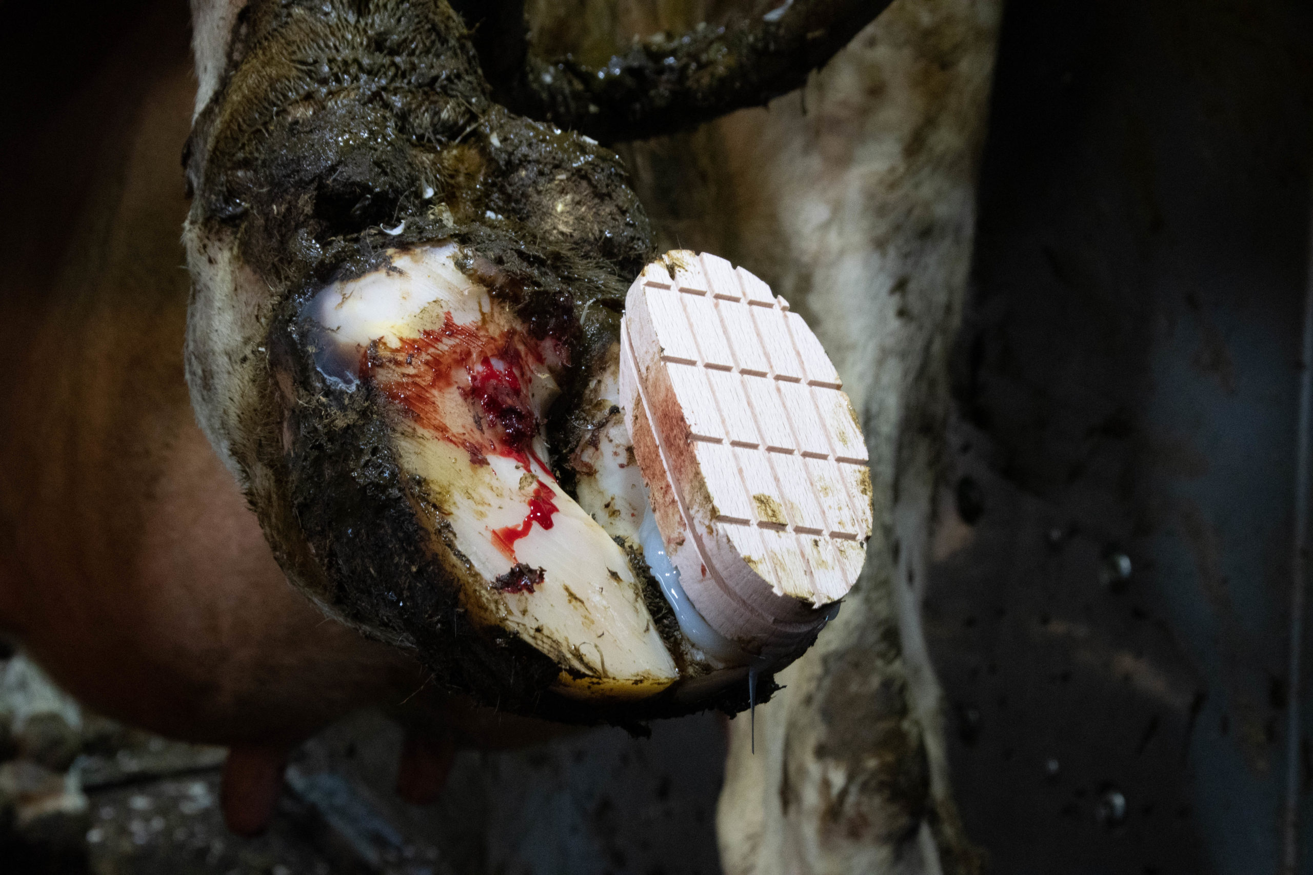 Easy Hoof Block hout - Afbeelding 4