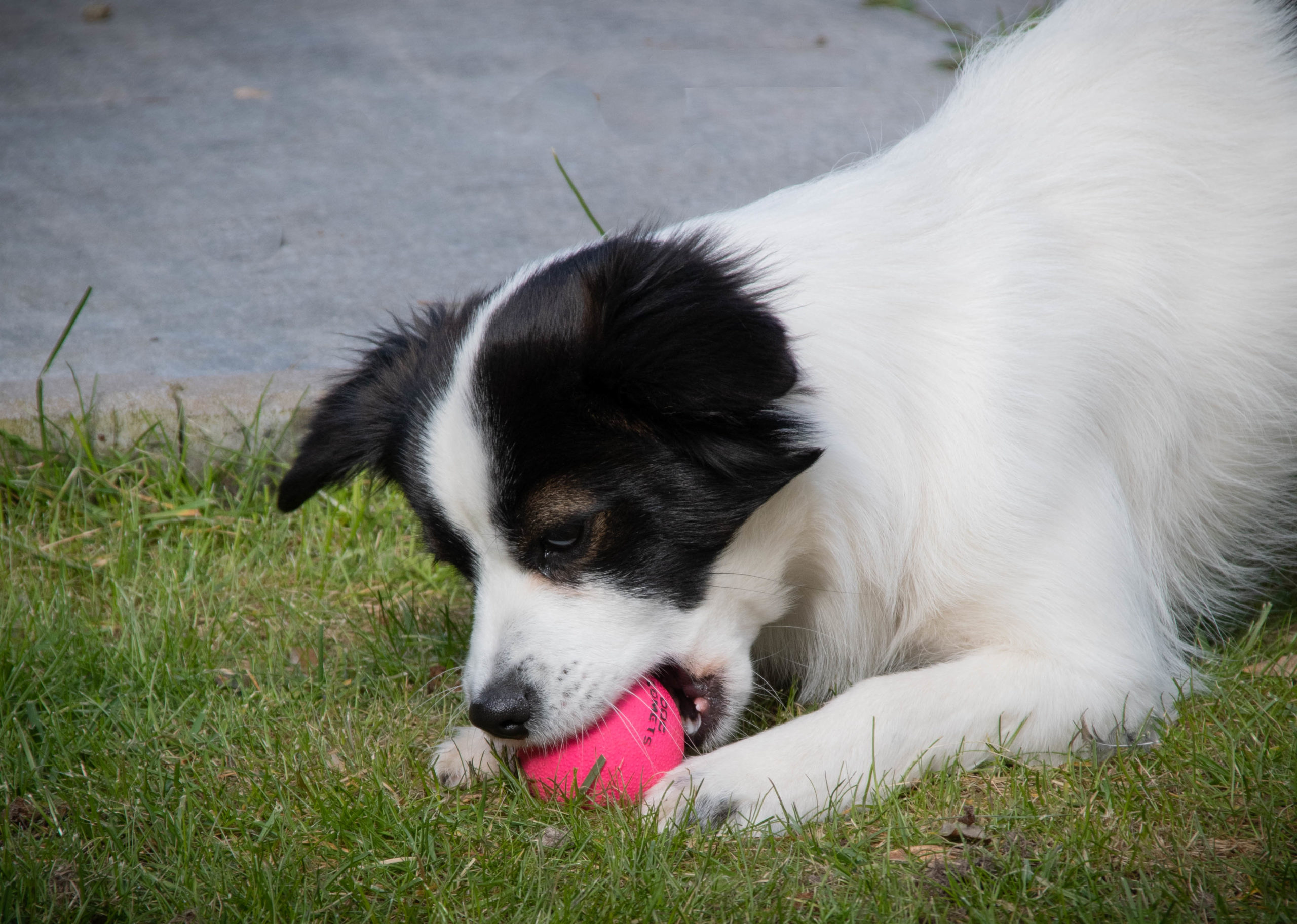 Dog Comets Ball Stardust Roze M - Afbeelding 2