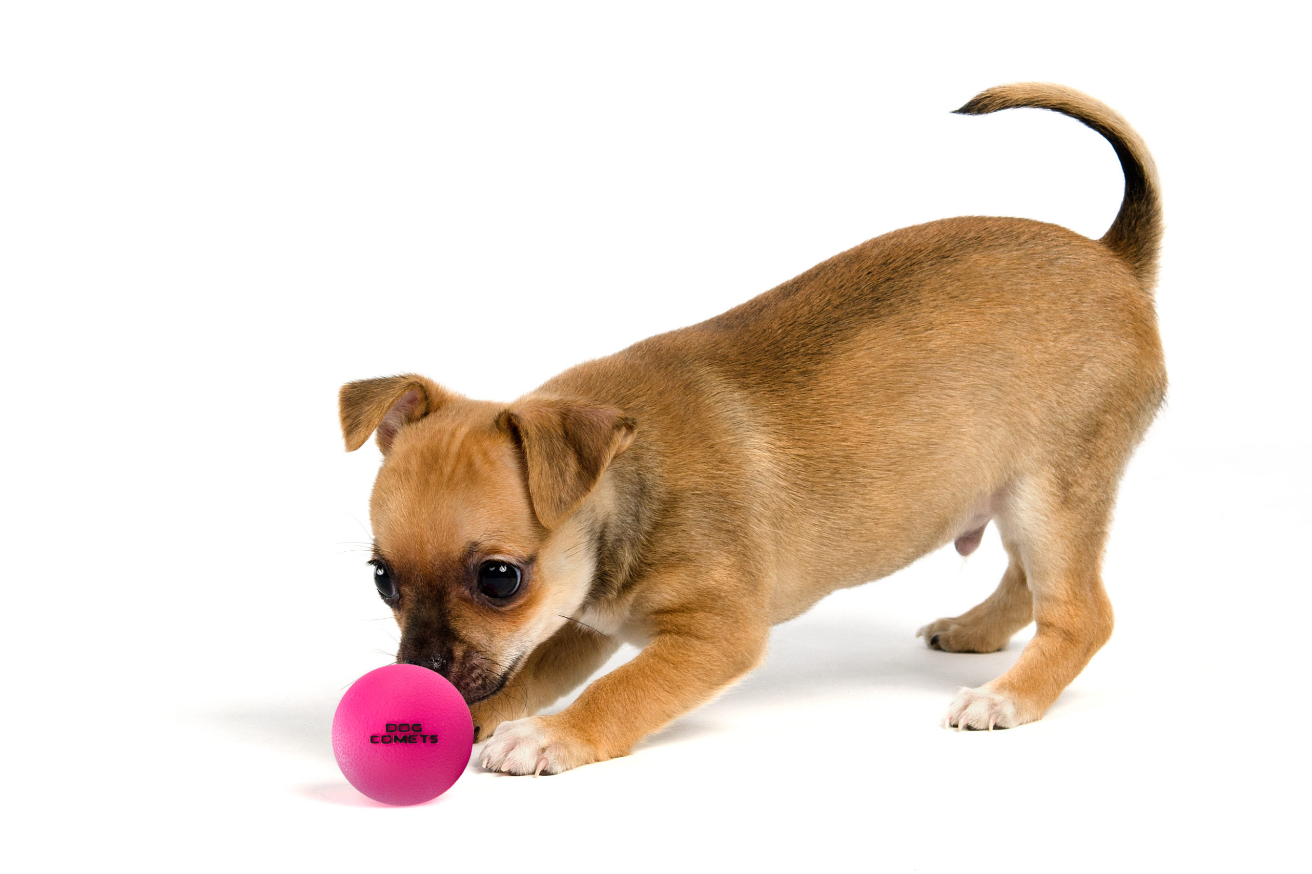 Dog Comets Ball Stardust Roze M - Afbeelding 3